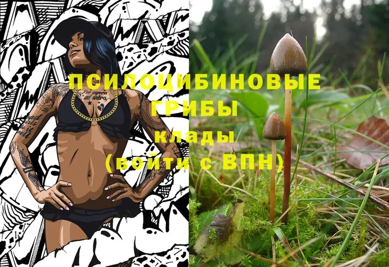 Галлюциногенные грибы Cubensis  где купить наркотик  ссылка на мегу ТОР  Норильск 